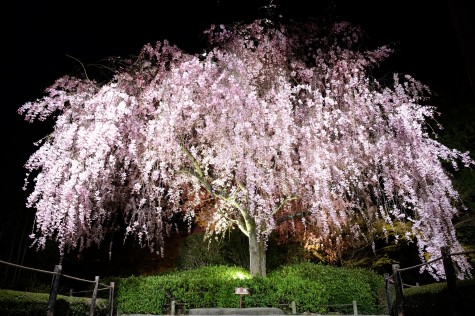 夜桜