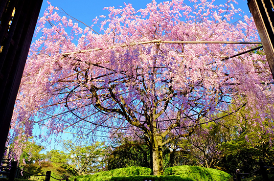 紅しだれ桜 退蔵院の見どころ 退蔵院