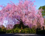 2014spring