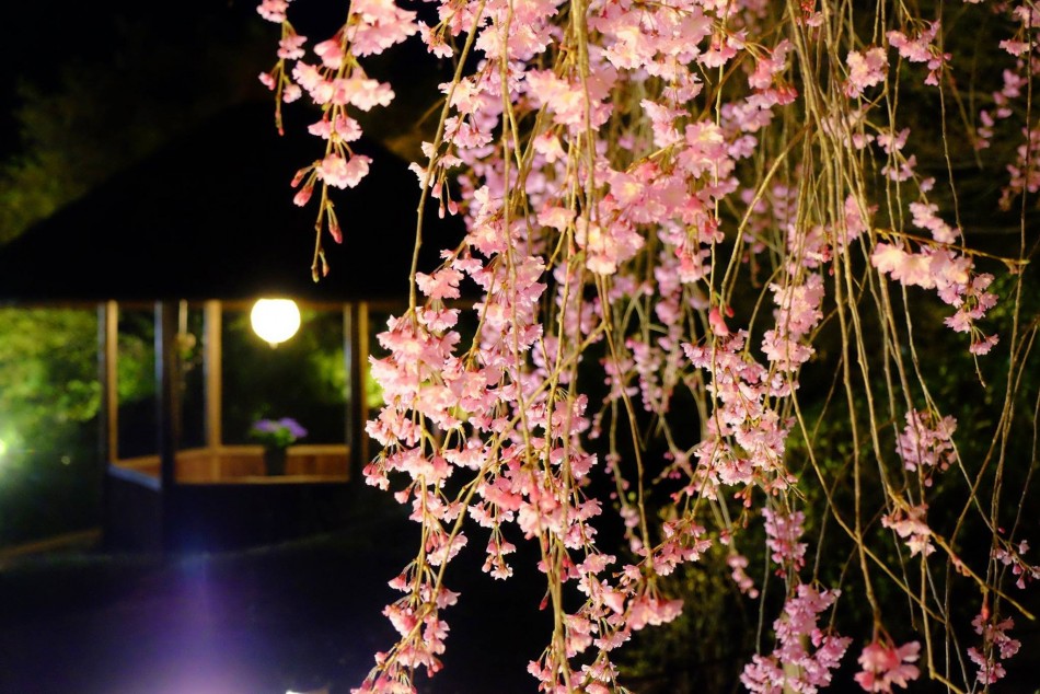 17880382_1514066601937771_5014768405571744871_o