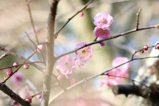 2月　しだれ梅５