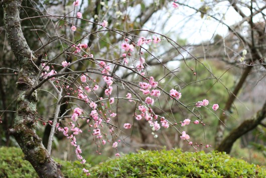 2月　しだれ梅４