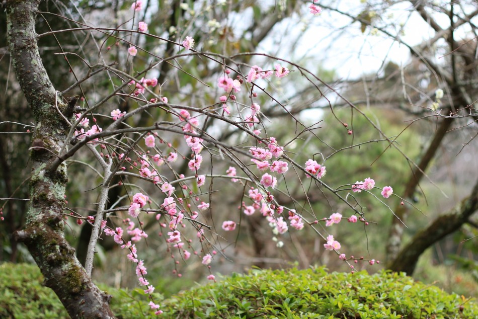 2月　しだれ梅４