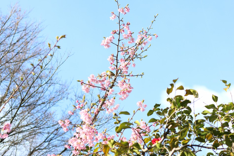 3月　河津桜