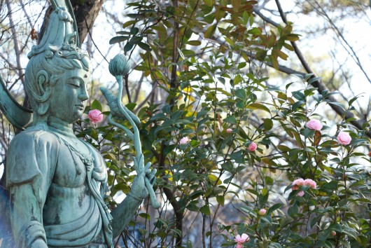 3月 乙女椿と観音様1