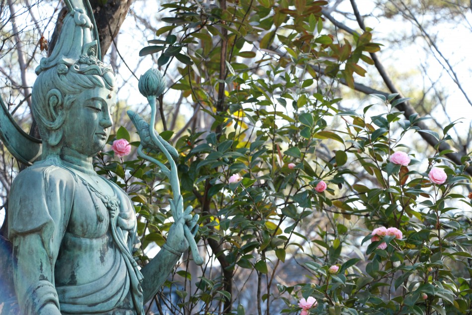 3月 乙女椿と観音様1