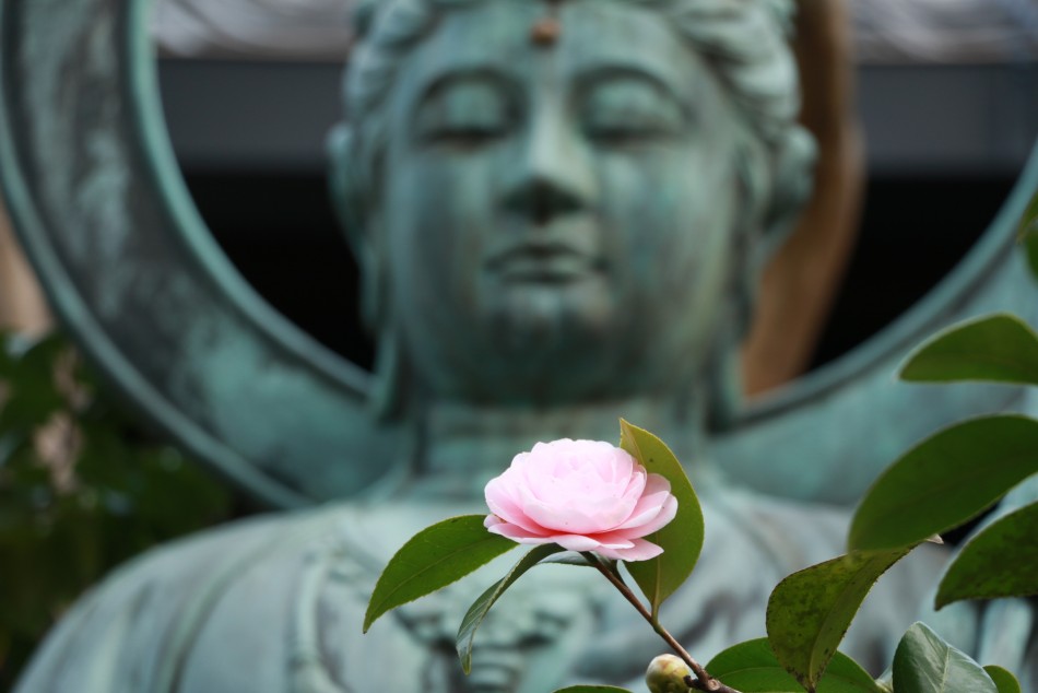 3月 乙女椿と観音様2